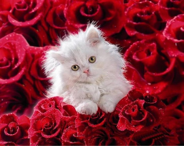 Поздравляем маму-кошку с Днём Рождения её котёнка)))), - 147661 - Кашалот